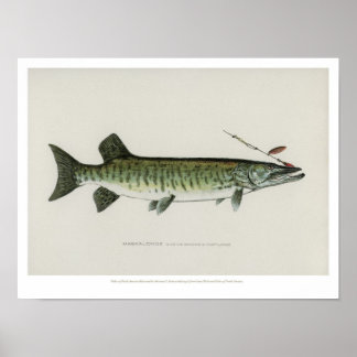 Poster Poissons vintages - Maskalonge