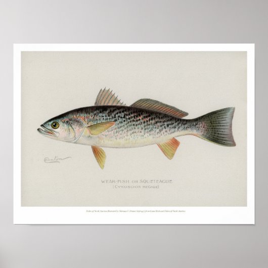Poster Poissons vintages - Poissons faibles (Devant)