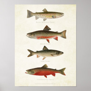 Poster Poissons vintages - Trouts