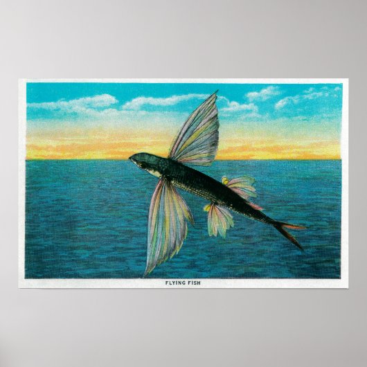 Poster Poissons volants à l'île Catalina (Devant)