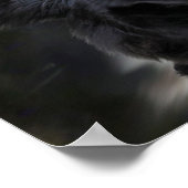 Poster poitrine de collie (Coin)