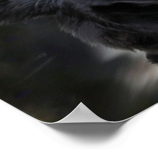 Poster poitrine de collie (Coin)