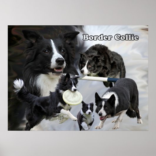 Poster poitrine de collie (Devant)
