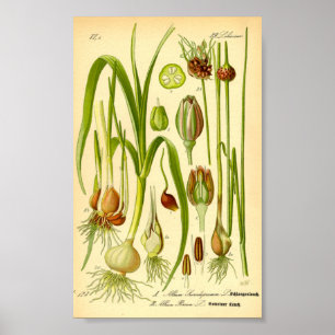 Poster Poitrine de jardin (Allium porrum)