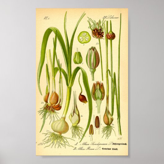 Poster Poitrine de jardin (Allium porrum) (Devant)
