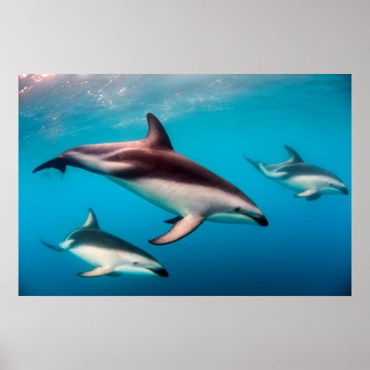 Poster Poitrine des dauphins de Dusky au large de Kaikour (Devant)