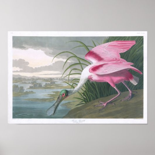 Poster Poitrine rose, John James Audubon Fine Art (Devant)