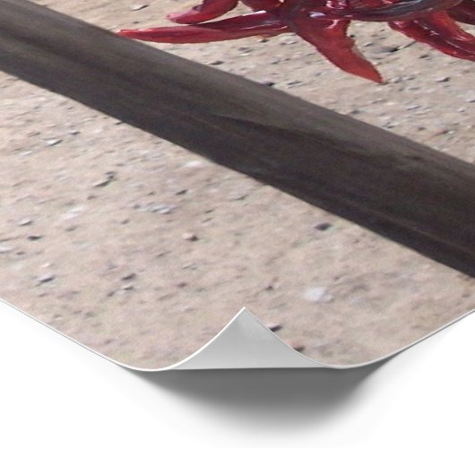 Poster poivrons (Coin)