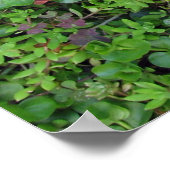 Poster Poivrons et Feuilles d'érable (Coin)