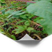 Poster Pokeweed (Coin)