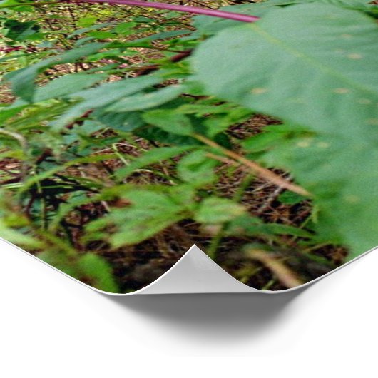 Poster Pokeweed (Coin)