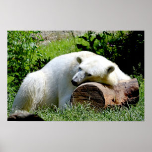 Poster Polar Bear