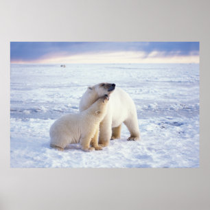 Poster Polar bear sow with cub, pack
