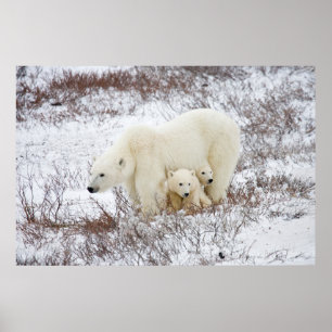 Poster Polar Bears female and Two cubs