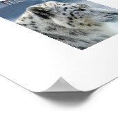 Poster Polar Ours-Husky-Snow Leopard (Coin)