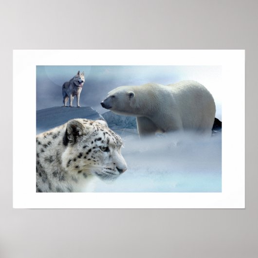 Poster Polar Ours-Husky-Snow Leopard (Devant)