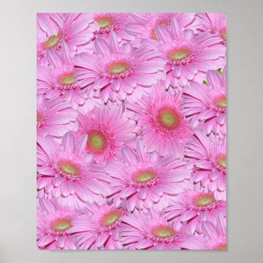Poster Pôle Rose De Gerbera Flower, (Devant)