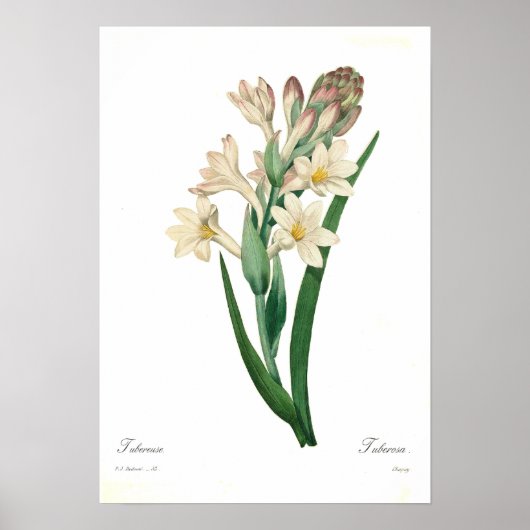 Poster Polianthes tuberosa (Devant)