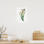 Poster Polianthes tuberosa (Cuisine)