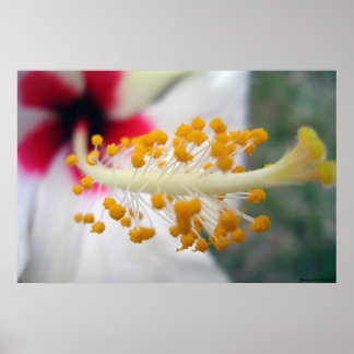 Poster Pollen