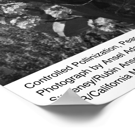 Poster Pollinisation contrôlée, Pear Orchard, UCD, 1966 (Coin)