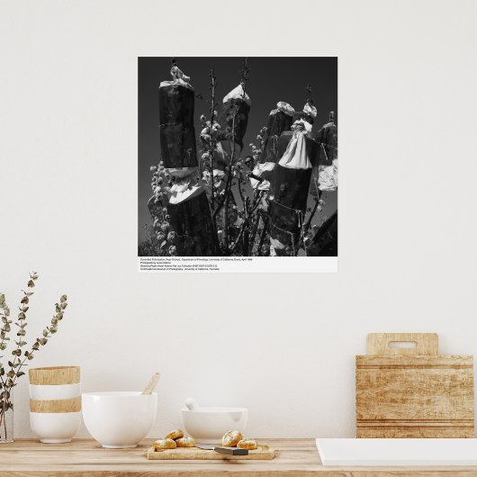 Poster Pollinisation contrôlée, Pear Orchard, UCD, 1966 (Cuisine)