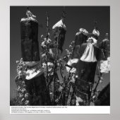 Poster Pollinisation contrôlée, Pear Orchard, UCD, 1966 (Devant)