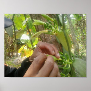 Poster Pollinisation de fleur de vanille
