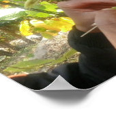 Poster Pollinisation des fleurs de vanille (Coin)