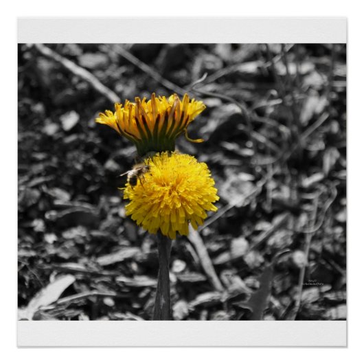 Poster Pollinisation tôt de ressort (Devant)