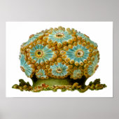 Poster Polycyclus cyaneus Ernst Haeckel Fine Art (Devant)