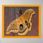 Poster Polyphemus Moth (Devant)