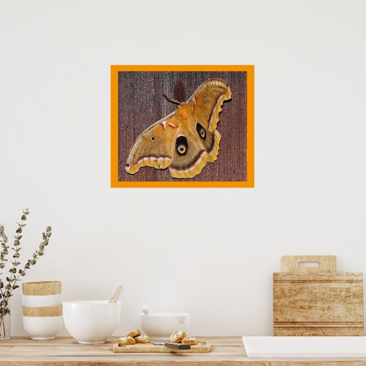 Poster Polyphemus Moth (Cuisine)