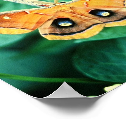 Poster Polyphemus Moth (Coin)