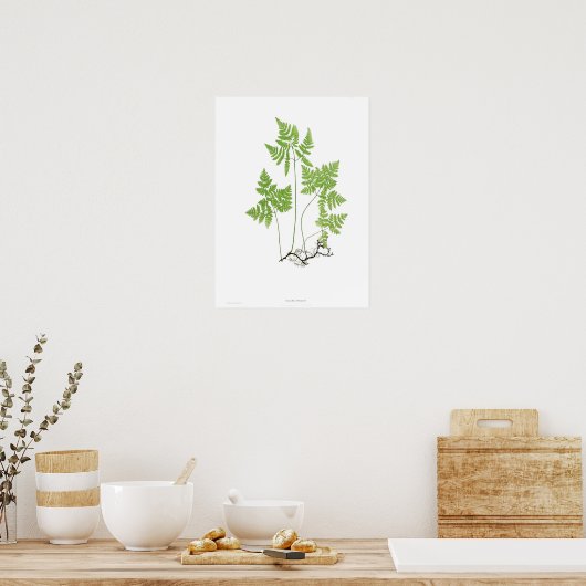 Poster Polypodium dryopteris (Cuisine)