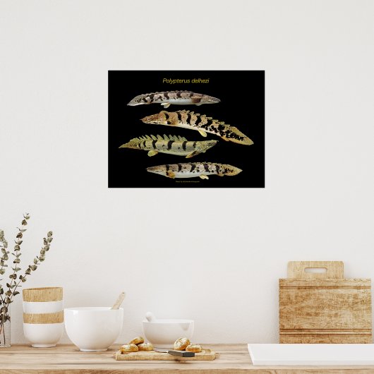 Poster Polypterus delhezi の ポ タ (Cuisine)