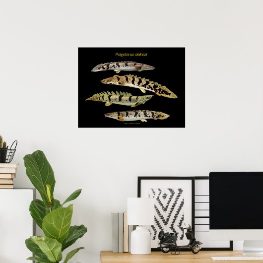 Poster Polypterus delhezi の ポ タ (Bureau à domicile)