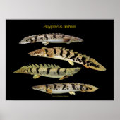 Poster Polypterus delhezi の ポ タ (Devant)