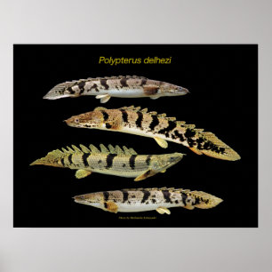 Poster Polypterus delhezi の ポ タ
