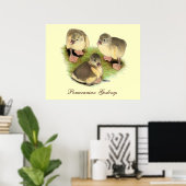 Poster Pomeranian jaunets buff (Bureau à domicile)