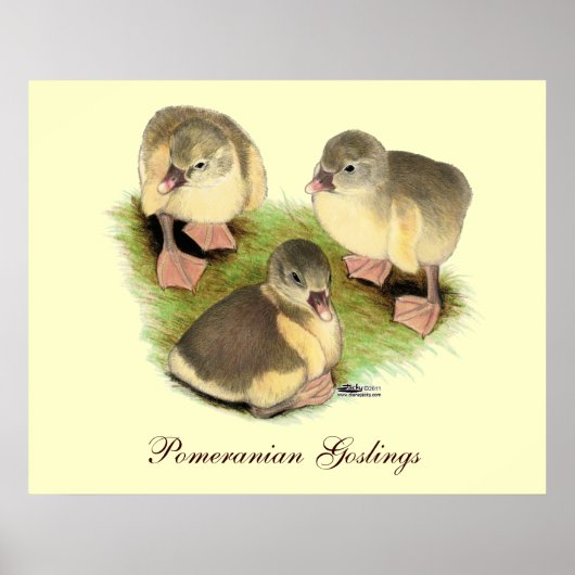 Poster Pomeranian jaunets buff (Devant)