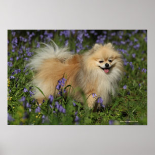 Poster Pomeranian regardant l'appareil-photo dans les