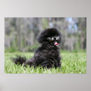 Poster Pomeranian supérieur noir