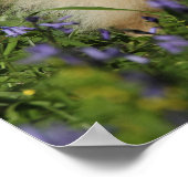 Poster Poméranie regarder la caméra dans les Bluebells (Coin)