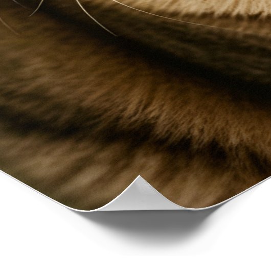 Poster Pomme de chat (Coin)