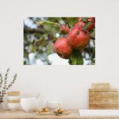 Poster Pomme de crabe dans l'arbre (Cuisine)