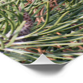 Poster Pomme de pin sur le pin (Coin)