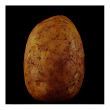 Pomme de terre