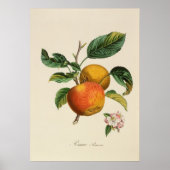 Poster Pomme Princesse (Devant)