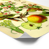Poster Pomme (Pyrus malus) (Coin)